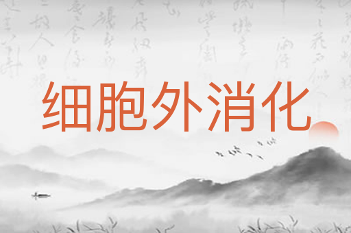 细胞外消化