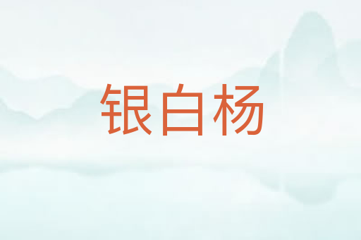 银白杨