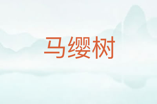 马缨树