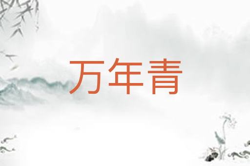 万年青