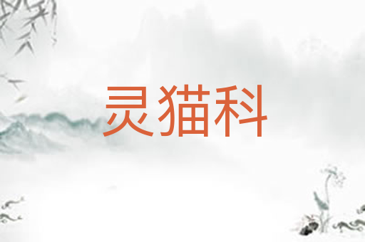 灵猫科
