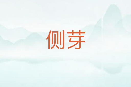 侧芽
