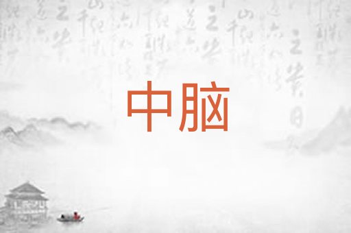 中脑