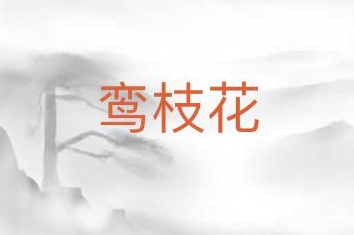 鸾枝花