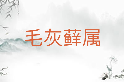 毛灰藓属
