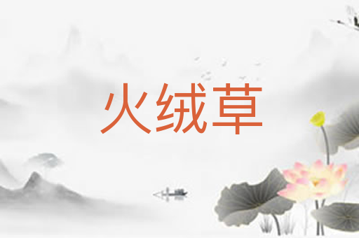火绒草