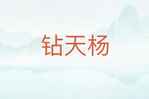 钻天杨