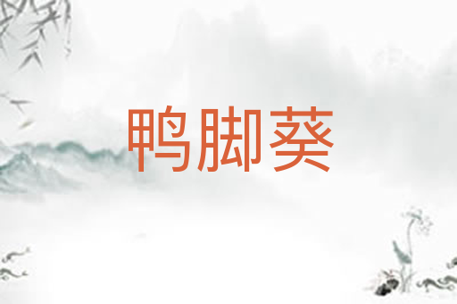 鸭脚葵