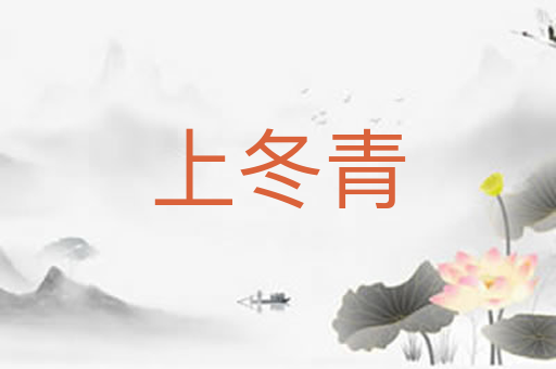 上冬青