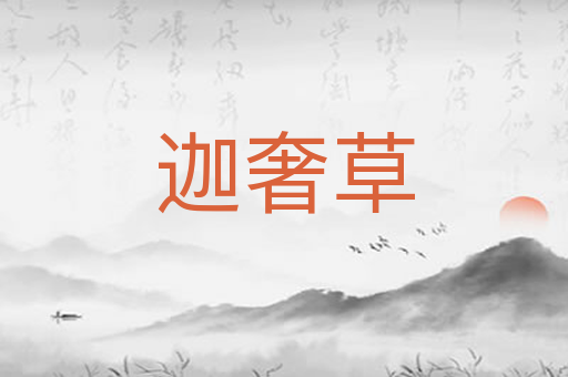 迦奢草