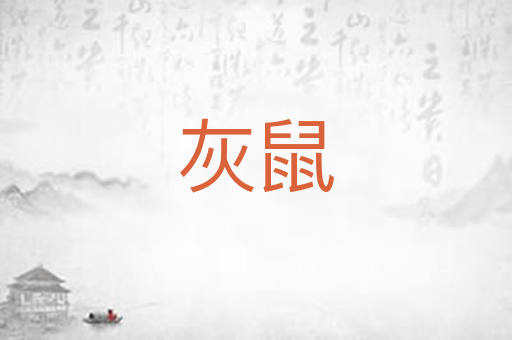 灰鼠